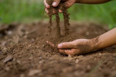 Offers expert advice on soil selection